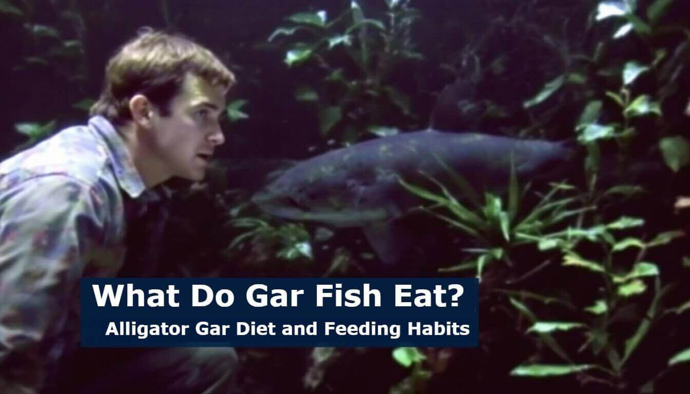 A person observes an alligator gar swimming among plants in an aquarium, curious about its behavior. Text overlay reads, "What Do Gar Fish Eat? Unveiling Alligator Gar Diet and Feeding Habits.