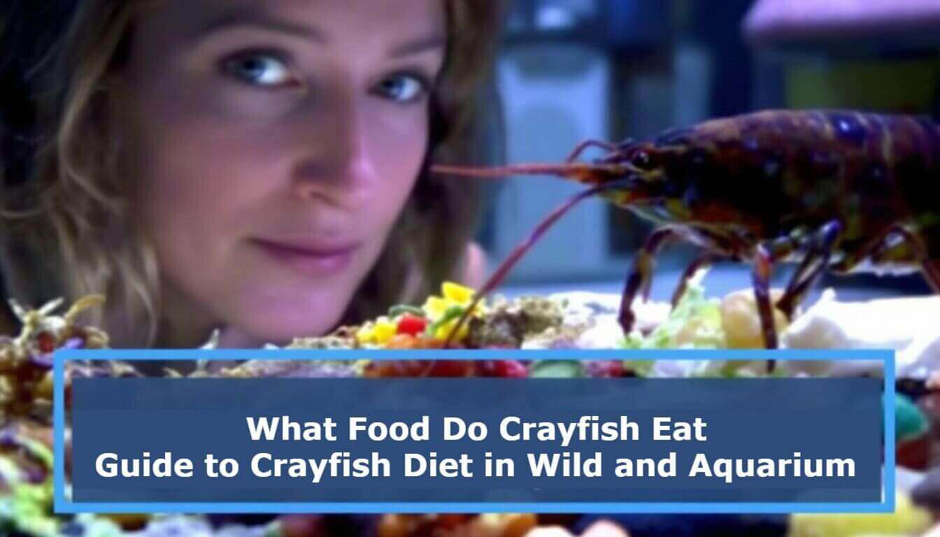 A woman observes a crayfish eating, pondering, "What food do crayfish eat?" Uncover the secrets of the crayfish diet in both the wild and aquariums with our comprehensive guide.