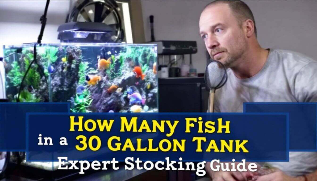 Person observing a fish tank; text reads "How Many Fish in a 30 Gallon Tank: Expert Stocking Guide.