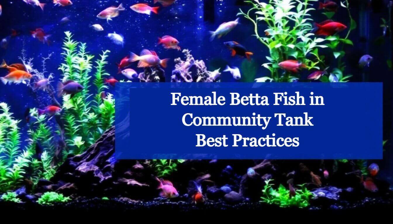 A vibrant aquarium teems with diverse fish and lush plants. The text overlay says, "Mastering Female Betta Fish in Community Tank Best Practices.