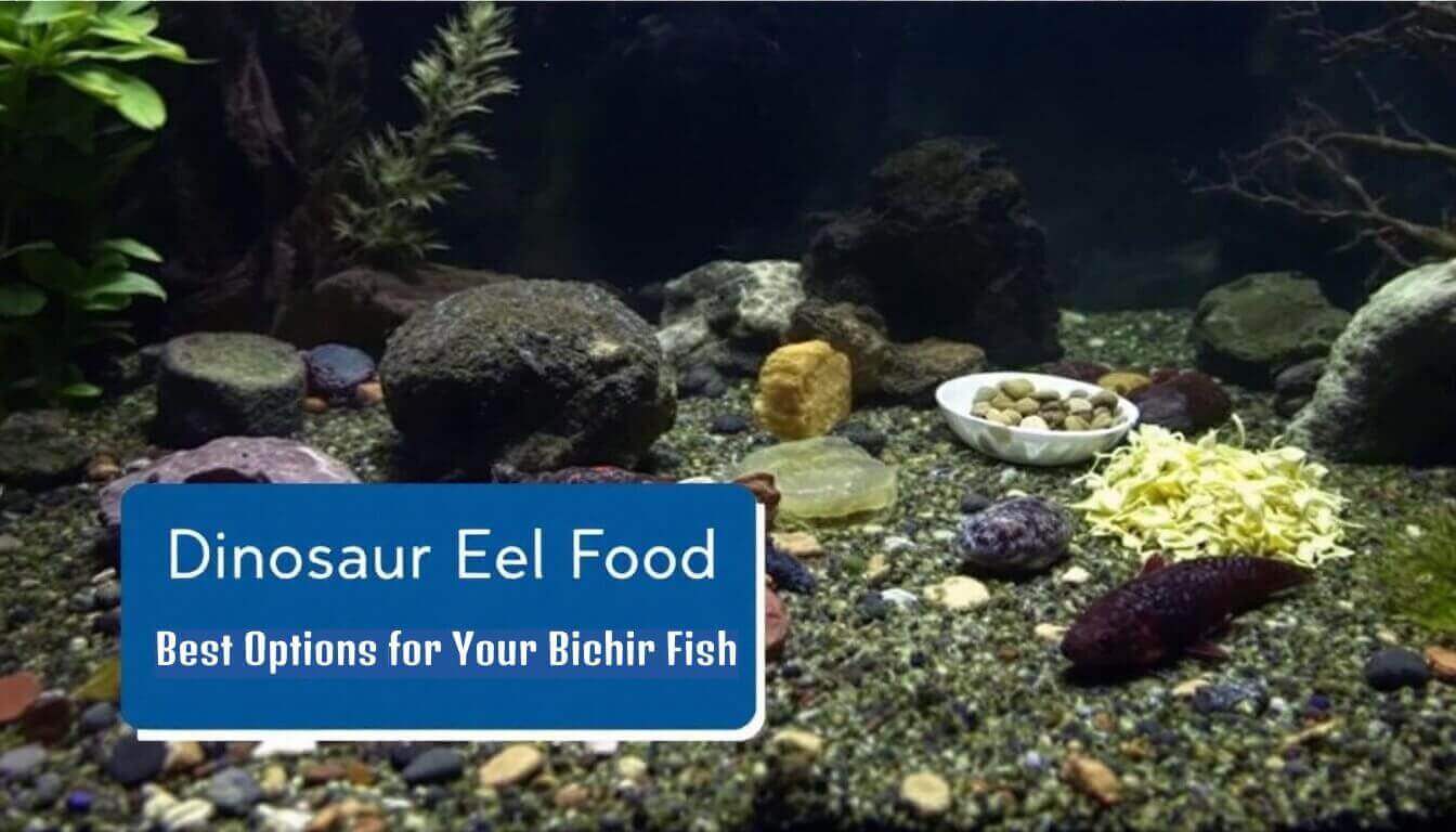 Aquarium featuring diverse rocks and plants, alongside bowls of specialized dinosaur eel food for bichir fish. Text overlay: "Dinosaur Eel Food: Best Options for Your Bichir Fish.