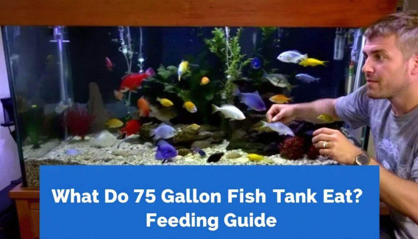 Person pointing at fish in a large aquarium with a variety of colorful fish. Text overlay says, "What Do 75 Gallon Fish Tank Eat? Feeding Guide.